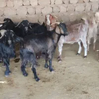 بز کشتار چاق|حیوانات مزرعه|اندیمشک, |دیوار