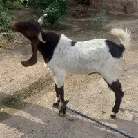 نربزافغانی تخمی