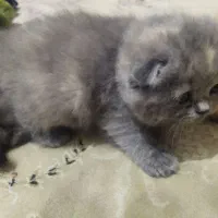 توله پرشین|گربه|گنبد کاووس, |دیوار