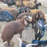 میش بره دار