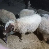 بره قوچ داشتی باب قوچ