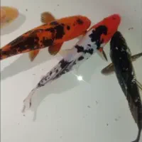 ماهی کوی مولد گرید دار