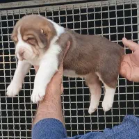 توله الابای اصیل