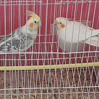 عروس  هلندی|پرنده|اسفرورین, |دیوار