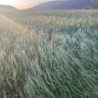 گندم بذری بوجاری شده|خدمات باغبانی و درختکاری|قیدار, |دیوار