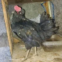 مرغ و تخم مرغ و خروس بومی|حیوانات مزرعه|اصفهان, شفق|دیوار