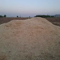 کاه  جو دیم