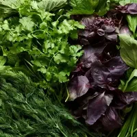 سبزی رامهرمز تمیز و باکیفیت