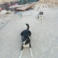 سگ قدرجونی جفت نروماده|سگ|زرقان, |دیوار