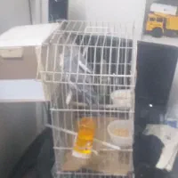 یک جفت عروس هلندی مولد