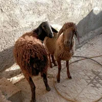 دوراس بره نر  نیم گوشت مخصوص داشت یا کشتار