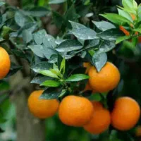 نارنج نقدا خریدارم