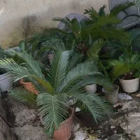 سیکاس|گل و گیاه طبیعی|رشت, سعدی (تختی)|دیوار