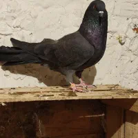 سلام به همه عشق بازان گرامی