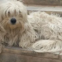 سگ پا کوتاه بسیار باهوش