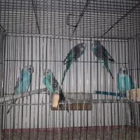 مرغ عشق
