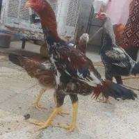 لاری|حیوانات مزرعه|قزوین, |دیوار