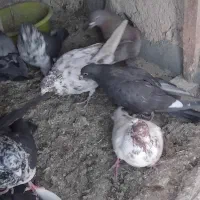 کبوتر|پرنده|قروه, |دیوار