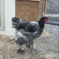 خروس برهما سرحال