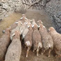 ۱۴عدد بره نر و ماده نصف نر نصف ماده