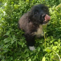 سگ پاکوتاه شیتزو اشپیتز پامریین|سگ|رودسر, |دیوار