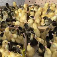 جوجه اردک پکنی  ثبت سفارش برا روز شنبه