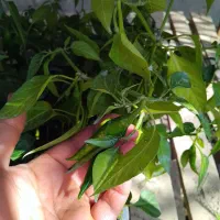 نشا جدید رسید|خدمات باغبانی و درختکاری|رامشیر, |دیوار