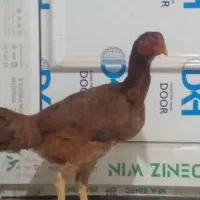 مرغ لاری|حیوانات مزرعه|جوانرود, |دیوار