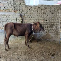 گاونر گوساله نر
