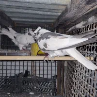 کبوتر شاپر  وجوجه شاپر