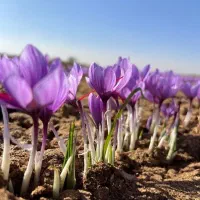 پیاز زعفران و کاشت مکانیزه