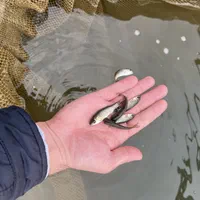 بچه ماهی کپور امور کوی قزل|ماهی|تهران, استاد معین|دیوار