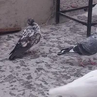 کبوتر|پرنده|اردبیل, |دیوار