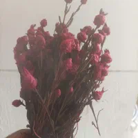 گل خشک تلخه