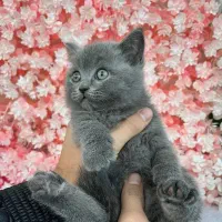 غذا سگ و گربه خونگی سالم