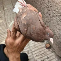 سرخ دم سفید ماده یک پر به آخر سالم تمیز گرفتنی