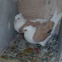 کبوتر پشتی|پرنده|سبزوار, ایزی شهر|دیوار