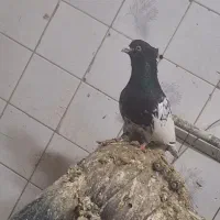 ۲۰ تا کله درجه یک