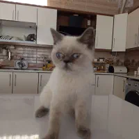 گربه نژاد دار نر