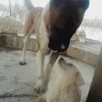 سگ سرابی نر