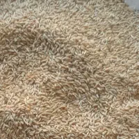 جو تمیز امسال حدود ۶۰۰ کیلو برای دام