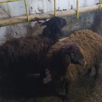 دو عدد بره ماده