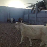 گوسفند به قیمت عمده