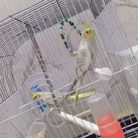 عروس هلندی ماده|پرنده|قنوات, |دیوار