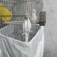 عروس هلندی آلبینو دوکت پروانه ای مهر مولد|پرنده|بهارستان, |دیوار