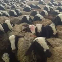 اصلاح نژاد شال|حیوانات مزرعه|فردوس (کرمان), |دیوار