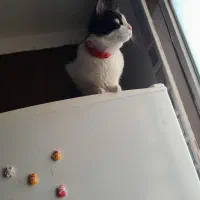 واگذاری گربه ماده تاکسیدو|گربه|کرج, گلشهر|دیوار