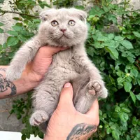 گربه نژاد اسکاتیش رنگ لیلاک