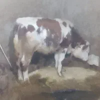 گوساله نرسیمین تال