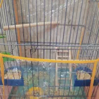 عروس هلندی دستی|پرنده|شیراز, شهرک مدرس|دیوار